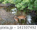 奈良公園で寄り添う鹿の親子 141507492
