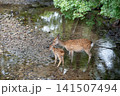 奈良公園で寄り添う鹿の親子 141507494