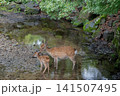 奈良公園で寄り添う鹿の親子 141507495