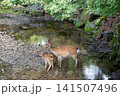 奈良公園で寄り添う鹿の親子 141507496