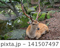 奈良公園で寄り添う鹿の親子 141507497
