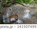 奈良公園で寄り添う鹿の親子 141507499
