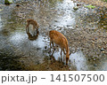 奈良公園で寄り添う鹿の親子 141507500