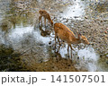 奈良公園で寄り添う鹿の親子 141507501