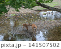 奈良公園で寄り添う鹿の親子 141507502