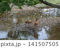 奈良公園で寄り添う鹿の親子 141507505