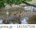 奈良公園で寄り添う鹿の親子 141507506