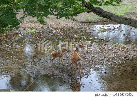 奈良公園で寄り添う鹿の親子 141507506