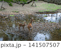 奈良公園で寄り添う鹿の親子 141507507