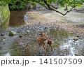 奈良公園で寄り添う鹿の親子 141507509