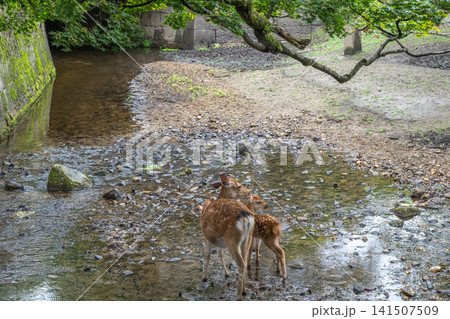 奈良公園で寄り添う鹿の親子 141507509