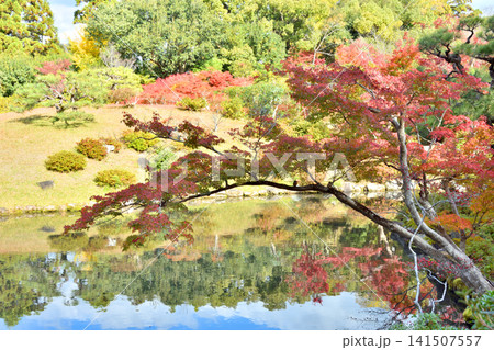 吉城園の紅葉 吉城園の紅葉 141507557