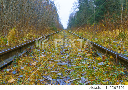 Treelined corridor beckons exploration and discovery. Pathway of steel leading into lush forest scenery Treelined corridor beckons exploration and discovery. Pathway of steel leading into lush forest scenery 141507591