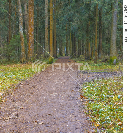 Serene walkway lined with giant pines. Tranquil journey amidst towering pine trees and open vistas 141507642