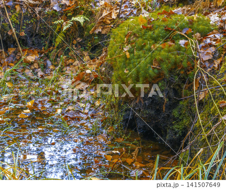 Serene nature scene. Detailed view of mossy bank with floating leaves and water surface reflections 141507649