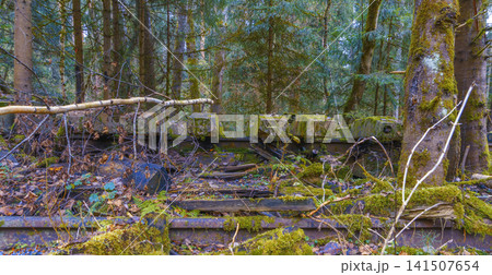 Weathered wooden ties embrace mossy ground. Wooden railway sleepers break down beneath forest floor life Weathered wooden ties embrace mossy ground. Wooden railway sleepers break down beneath forest floor life 141507654