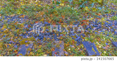 Spring floral tapestry. Bright wildflowers intertwined with stones and soft moss in spring scene Spring floral tapestry. Bright wildflowers intertwined with stones and soft moss in spring scene 141507665