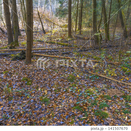 Fallen leaves cover forest ground. Autumn leaves blanket woodland floor alongside damp soil and moss Fallen leaves cover forest ground. Autumn leaves blanket woodland floor alongside damp soil and moss 141507670