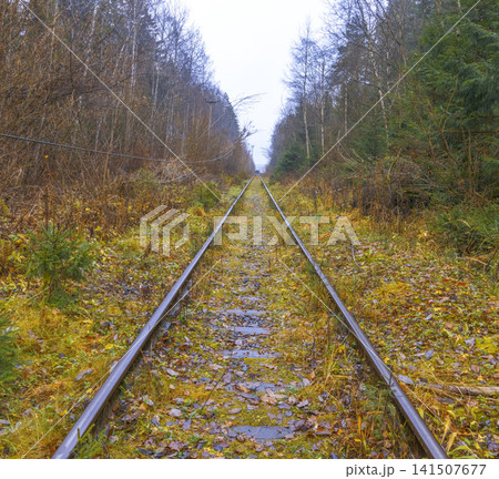 Foggy tracks in shaded woods. Serene woodland pathway with moist foliage and gentle color tones 141507677