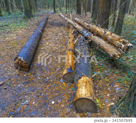 Wood processing scene. Cut logs are laid on muddy earth showing grain and marks for quality assessment Wood processing scene. Cut logs are laid on muddy earth showing grain and marks for quality assessment 141507695