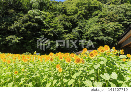久里浜花の国の向日葵 141507719