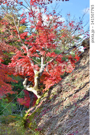 吉城園の紅葉 吉城園の紅葉 141507765