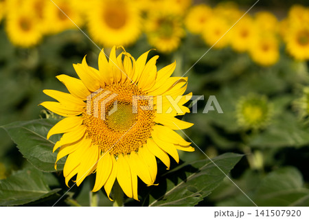 Beautiful yellow color sunflower in the agriculture farm background 141507920