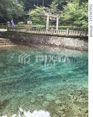 日本名水百選 山口県美祢市の別府弁天池 神秘的なコバルトブルーの湧水池と鳥居 141507952