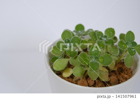 白い鉢に植えられた爽やかなアロマティカス（多肉植物・ハーブ） 141507961