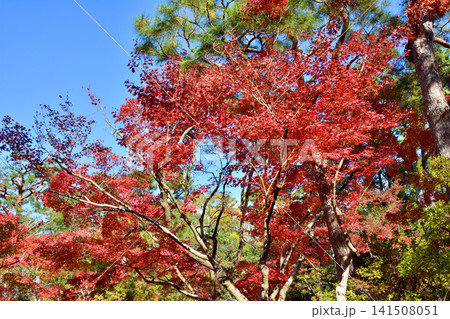 吉城園の紅葉 141508051