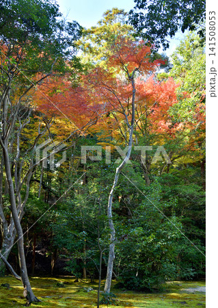 吉城園の紅葉 吉城園の紅葉 141508053