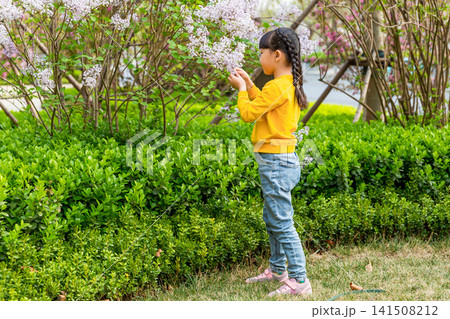 A happy young girl in a vibrant yellow sweater runs across a green grass lawn near blooming lilac bushes in a beautiful city park. 141508212