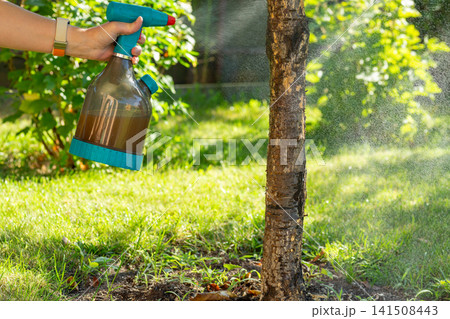 Preventive tree spraying for disease and pest control in green garden landscape 141508443