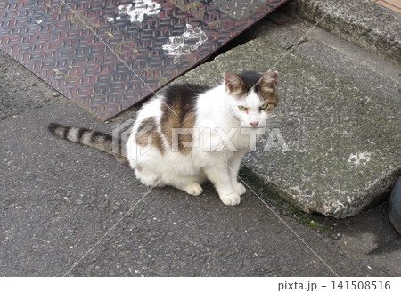 暑さで参ってガンくれる猫 暑さで参ってガンくれる猫 141508516