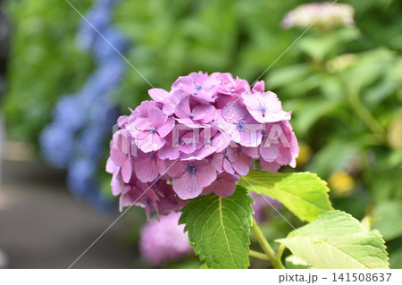 紫の紫陽花 紫の紫陽花 141508637