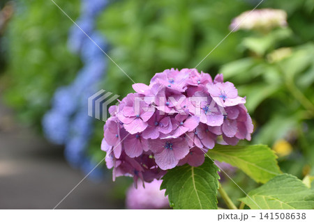 紫の紫陽花 141508638