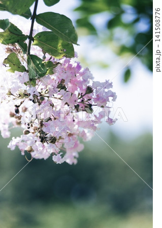 木漏れ日に咲くサルスベリ(百日紅)の花とやわらかな玉ボケ 木漏れ日に咲くサルスベリ(百日紅)の花とやわらかな玉ボケ 141508776