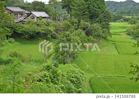 のどかな日本の原風景　林道月崎3号線沿いに広がる青々とした美しい棚田と山村の暮らし 141508788