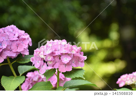 紫の紫陽花 141508810