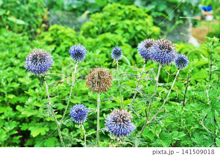 青色のルリタマアザミの花(夏、七月) 青色のルリタマアザミの花(夏、七月) 141509018