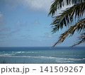 ヤシの木と青い海 141509267