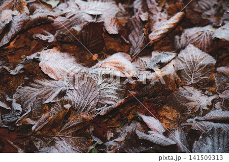 Frost Covered Autumn Leaves on Forest Floor in Winter Morning Frost Covered Autumn Leaves on Forest Floor in Winter Morning 141509313