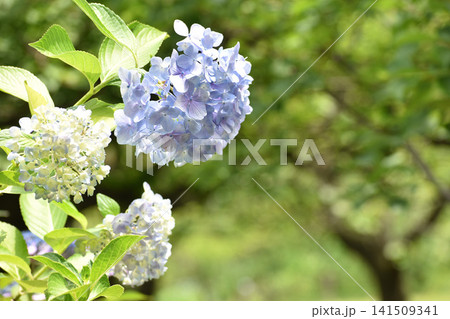 薄紫の紫陽花 薄紫の紫陽花 141509341