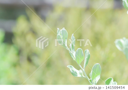 Leucophyllum frutescens ,. SCROPHULARIACEAE or Ash bush or Purple sage or Sensia or Silverleaf or Texas ranger or White sage Leucophyllum frutescens ,. SCROPHULARIACEAE or Ash bush or Purple sage or Sensia or Silverleaf or Texas ranger or White sage 141509454