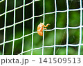 セミの抜け殻 141509513