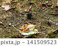 地面に落ちた枯れ葉 141509523