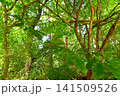 森の中から見上げた風景 141509526