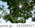 森の中から見上げた空 141509527