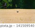 サッカーボール 141509540
