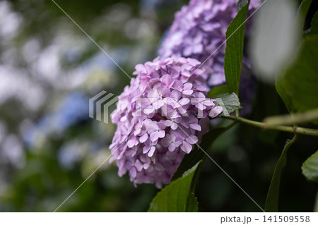 薄紫色の紫陽花 薄紫色の紫陽花 141509558